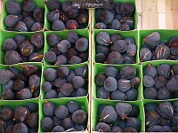  Fruits - exploring the market in Castellane.