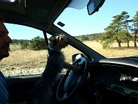  Lilly keeps an eye on her surroundings while we were parked.