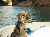  Lilly sitting on the front of the paddle boat.