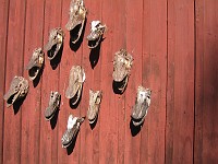  Dried fish heads.