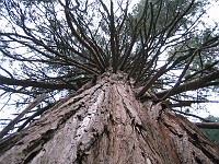  Redwood from below