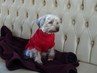  Lilly sitting in the water taxi - still a little sleepy from the sedatives we gave her for the flight