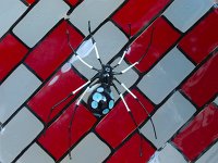  A glass spider in a shop window - Murano