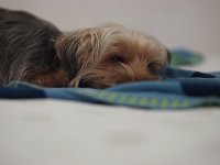  Lilly resting in the hotel