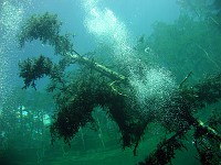  My favourite shot of the new submerged tree