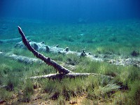  The shallower sections of the lake.