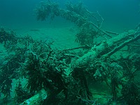  Fallen tree - Samarangersee