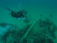  Lynn by a fallen tree - Samarangersee