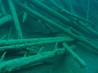  Fallen trees - Samarangersee