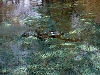  Diver with a scooter - Ginnie Springs