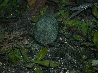  A turtle tries to evade me - Ginnie Springs