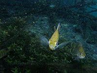  Fish - Ginnie Springs