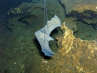  The Bats - Devil's Eye - Ginnie Springs