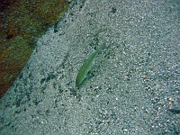  A lone fish pokes around the sand for some food...