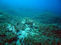  View of sea grass