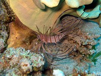  A tiny lionfish