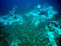  Coral gardens among seagrass at 20 meters