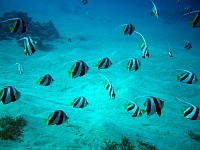  School of butterfly fish