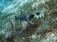  Puffer fish grazing on the sea grass