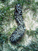  Sea cucumber