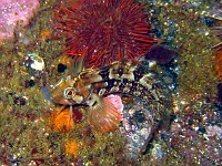  Klipvis. Wreck of the Pietermaritzberg, Cape Town, South Africa