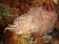  Cuttlefish eating a crab. Wreck of the Pietermaritzberg, Cape Town, South Africa