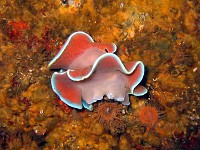  Spanish dancer. Wreck of the Pietermaritzberg, Cape Town, South Africa