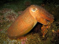  Cuttlefish protecting eggs. Wreck of the Pietermaritzberg, Cape Town, South Africa