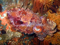  Cuttlefish protecting eggs. Wreck of the Pietermaritzberg, Cape Town, South Africa