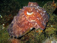  Cuttlefish protecting eggs. Wreck of the Pietermaritzberg, Cape Town, South Africa