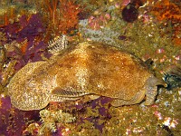  Sea snail. Wreck of the Pietermaritzberg, Cape Town, South Africa