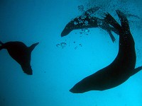  Seals visiting us during the dive...