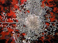  Basket Star