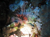  Lion Fish