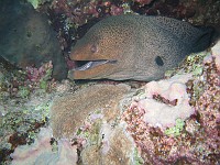  Moray Eel