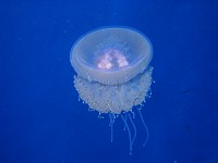  Jellyfish