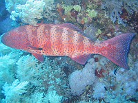  Grouper