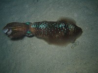  Various shots of a squid found at the end of the dive (flash)